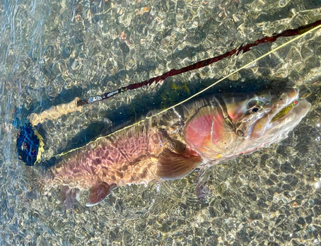 Airflo Superflo Universal Taper WF6F Fly Line Review