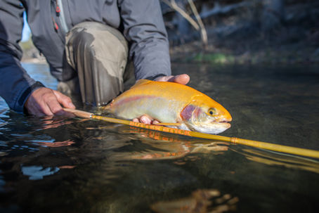 Redesigned BUTTER STICK and NEW Trailblazer Rods from Redington