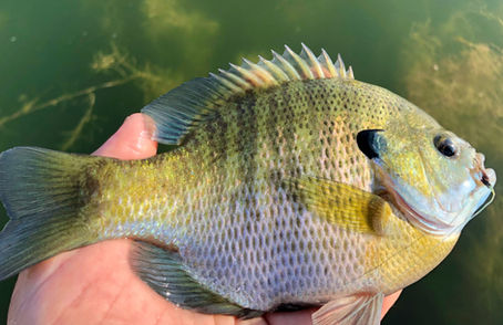 Pond Hopping With a Fly Rod? Lighten Up!