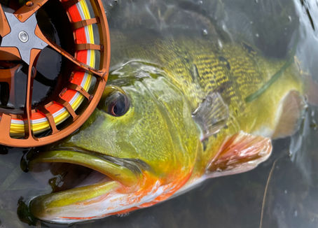 Waterworks-Lamson Litespeed F 4/5/6 Fly Reel Review